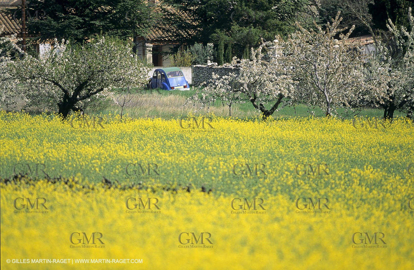 Alpilles (FRA,13), Rape fields