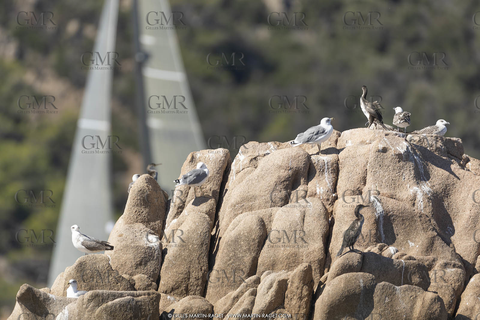 26 09 2022, Saint-Tropez (FRA,83), Voiles de Saint-Tropez 2022, Premier jour de course pour les IRC - ENtraînements pour les classiques