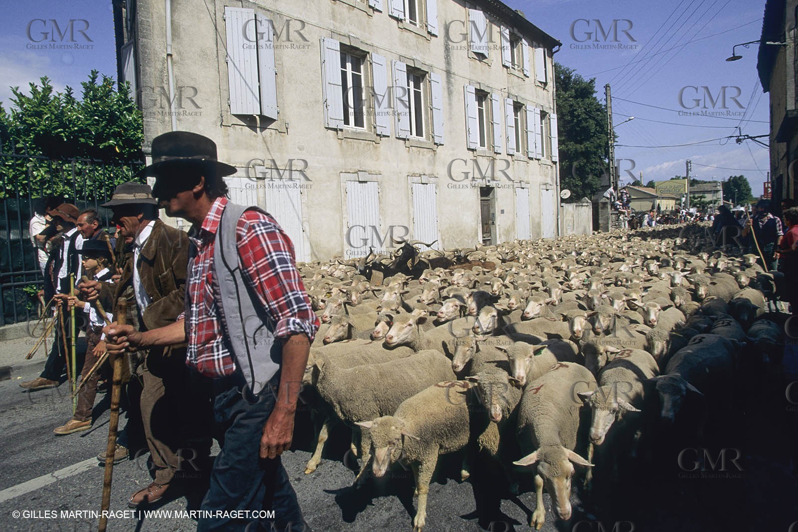 France, Provence, Moutons, bergers, élevage, transhumance