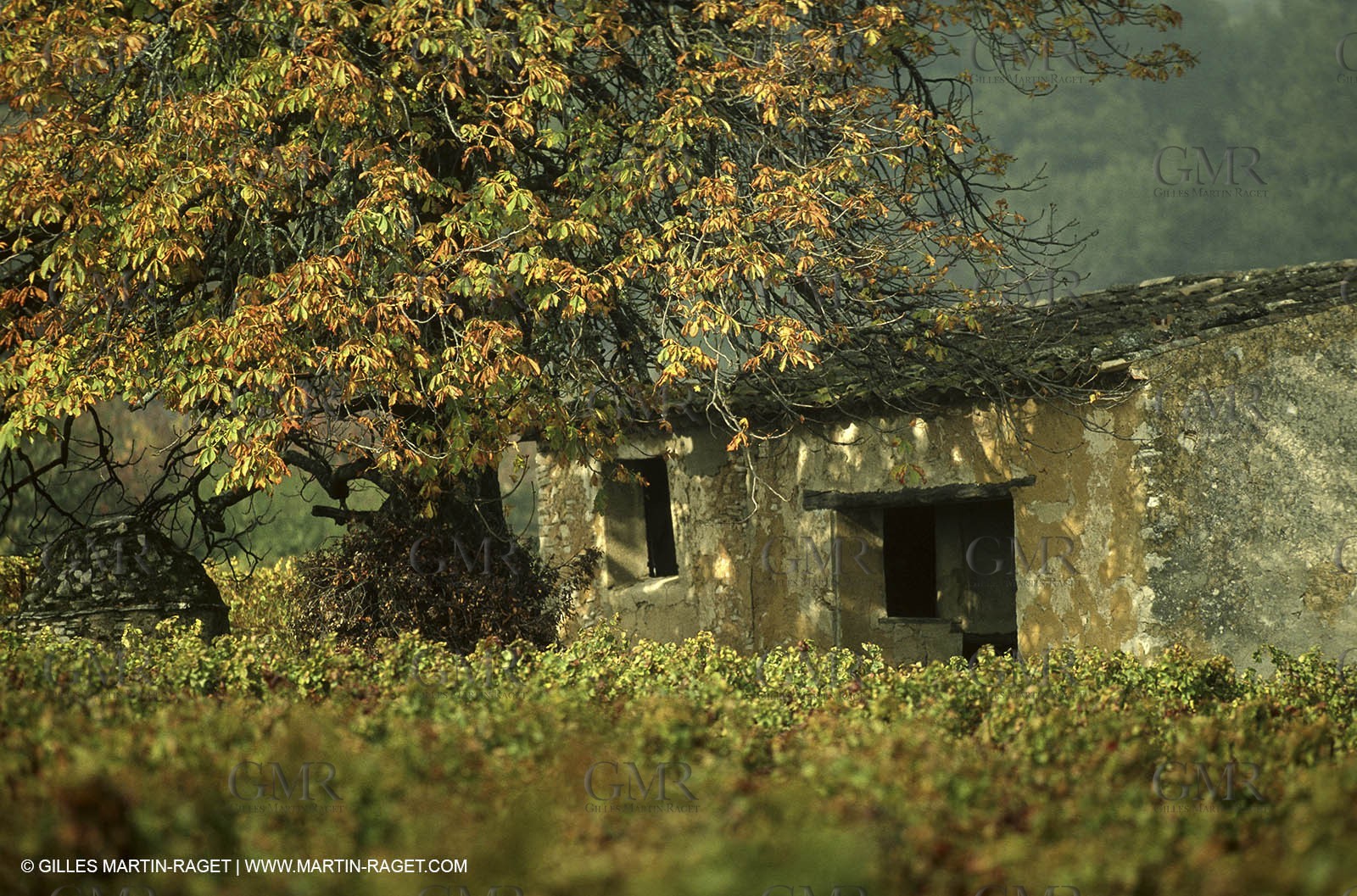 Luberon (FRA,84), Fall colors