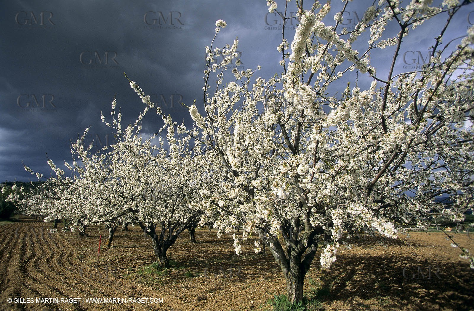 Luberon, Vaucluse (FRA,84) - Fruit trees blooming