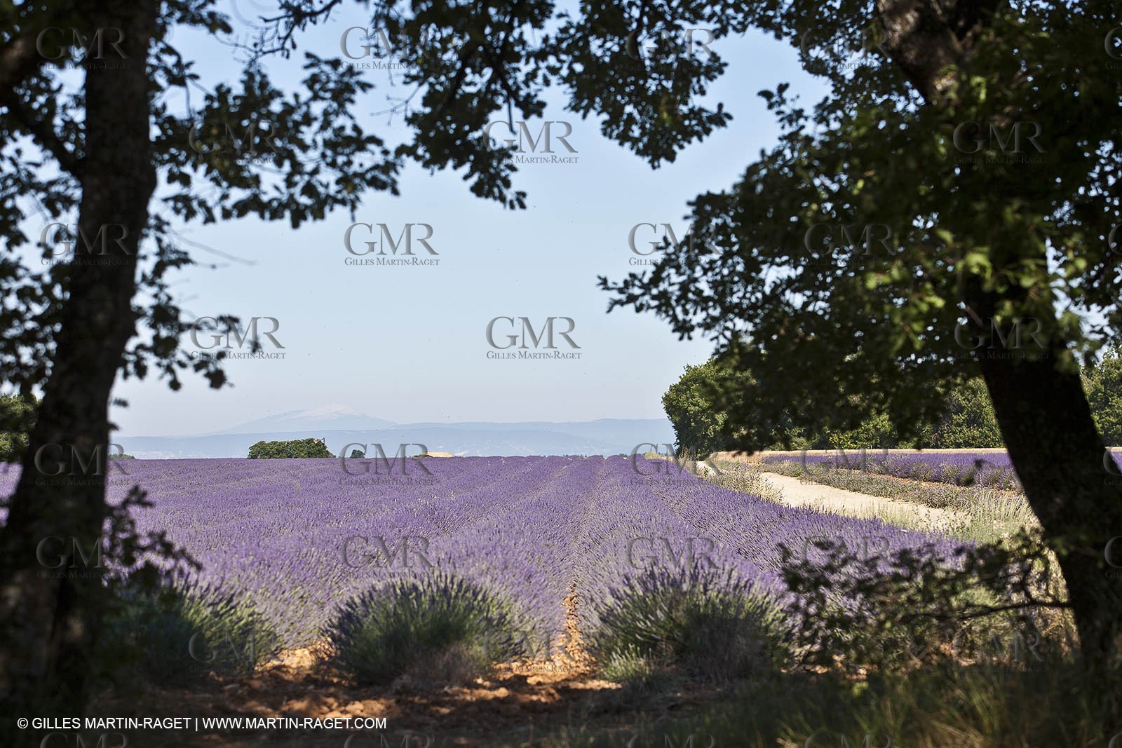 27 06 2011 - Valensole (FRA, 04) - Lavander fields