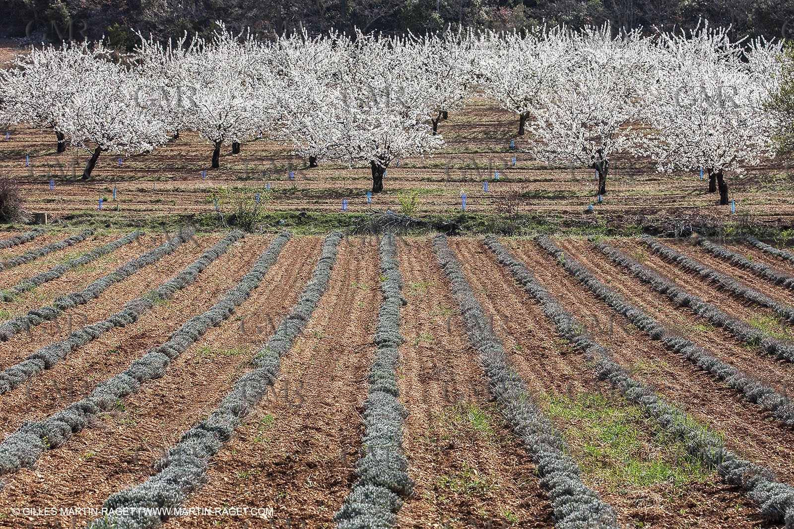 30 mars 2012 - Saint Saturnin les Apt (FRA, 84) - Cerisiers en fleurs