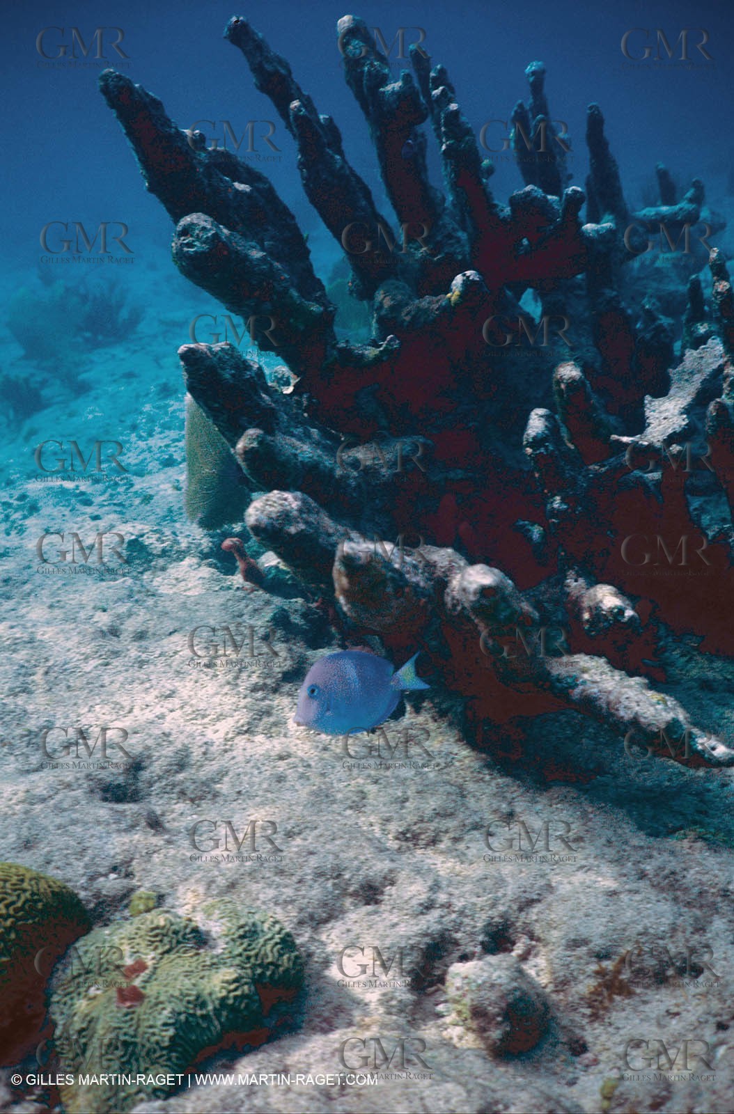 Underwater world
