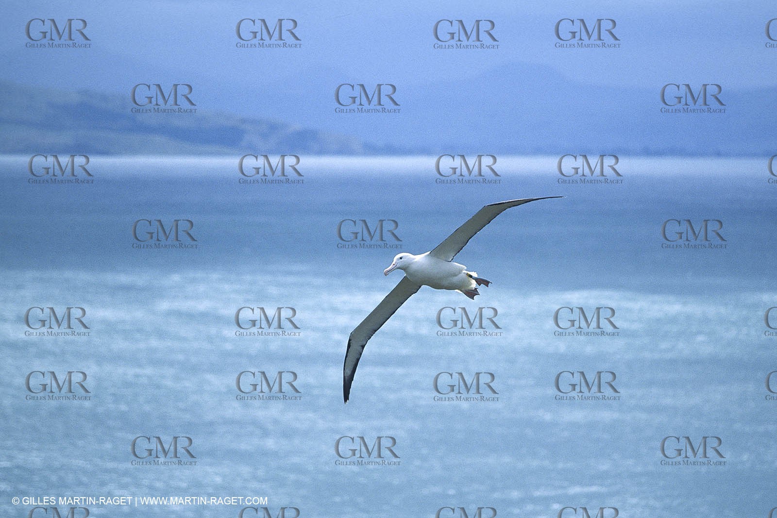 Destinations - South Pacific Ocean - New Zealand - Albatros