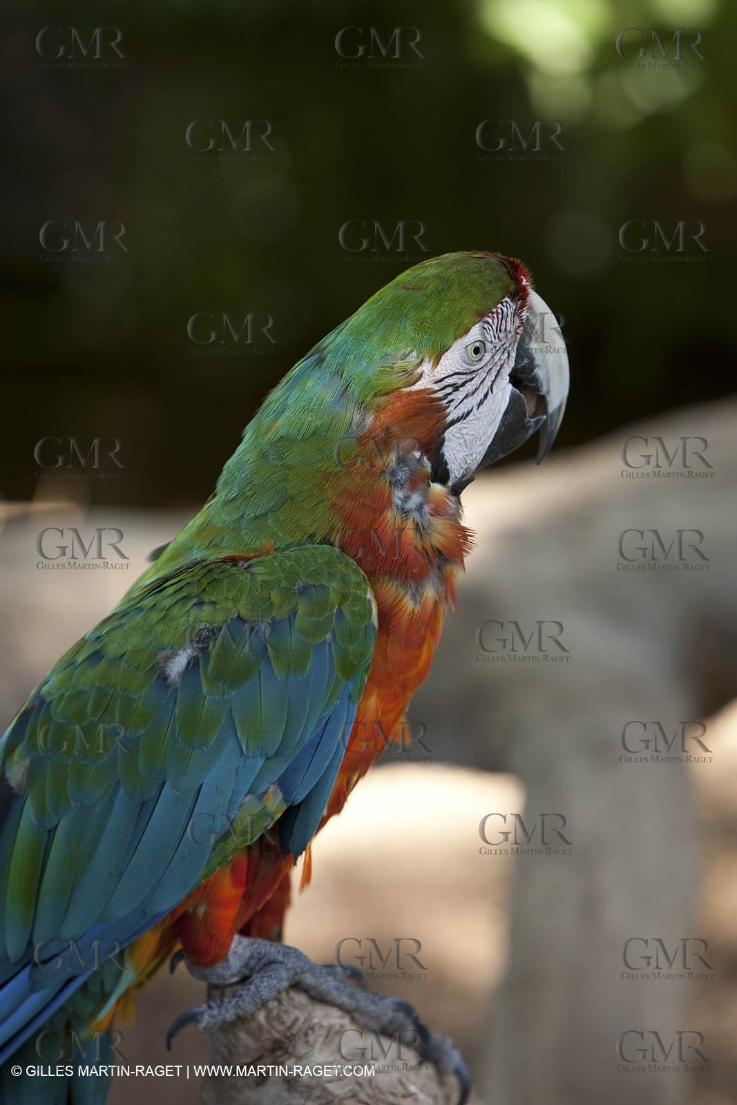 28 07 2009 - Sanary sur mer (FRA,83) - Zoo - Exotic garden