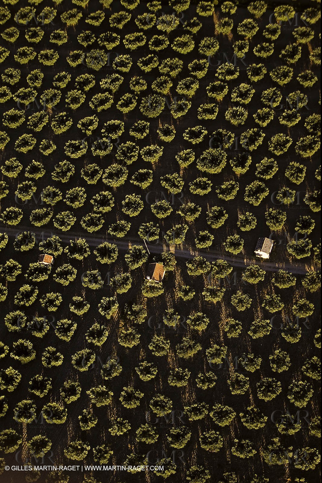 France, Provence, Oliviers, oliveraies, olive trees