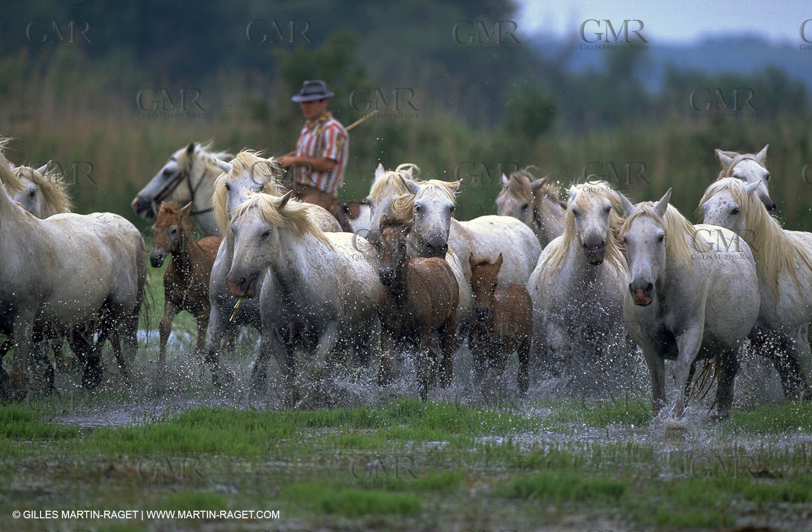 Arles - Camargue gardians (cow boys) at work
