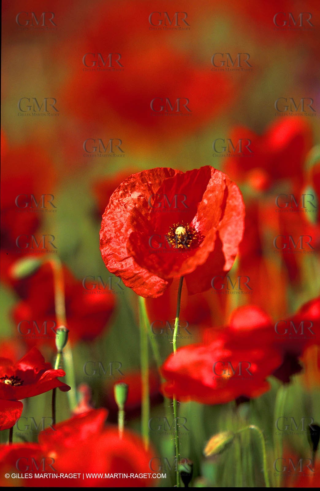 Poppies - Poppies field