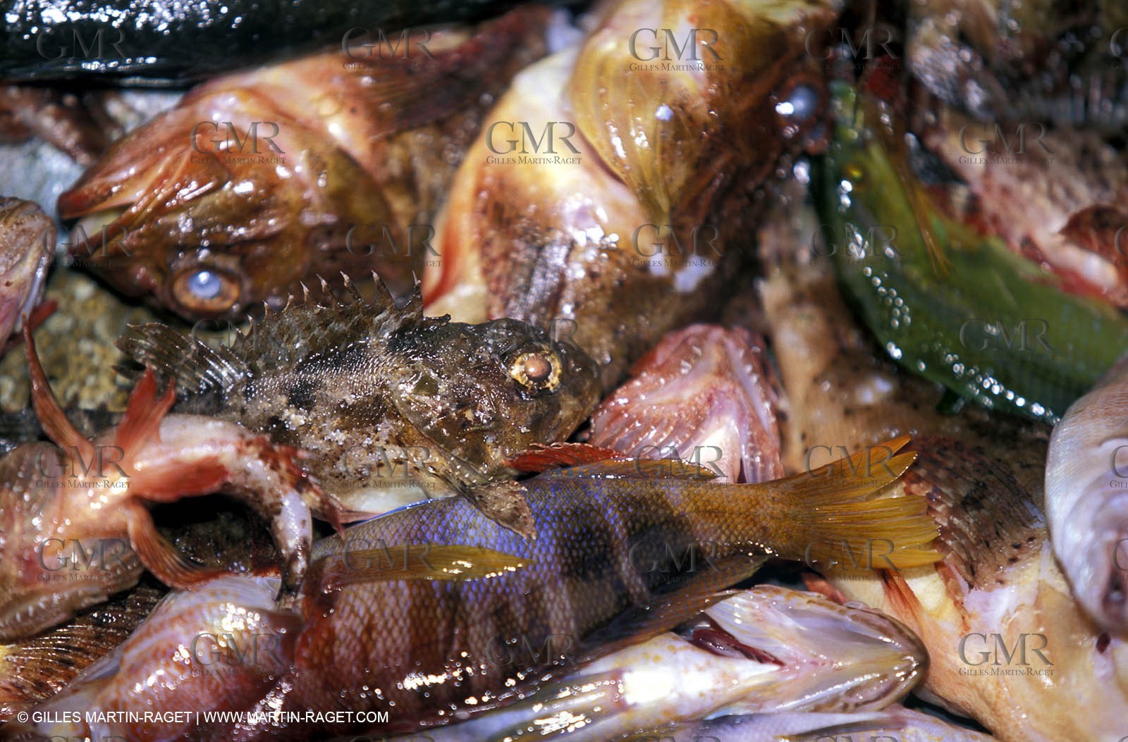 Making Bouillabaisse