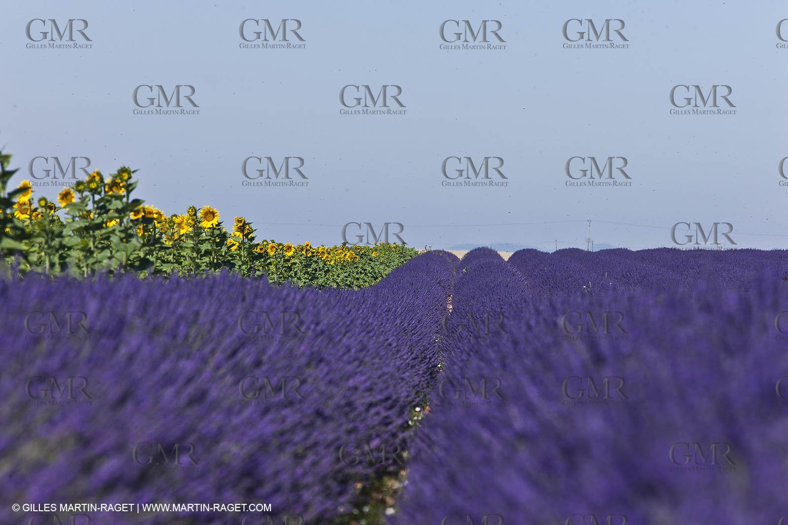27 06 2011 - Valensole (FRA, 04) - Lavander fields