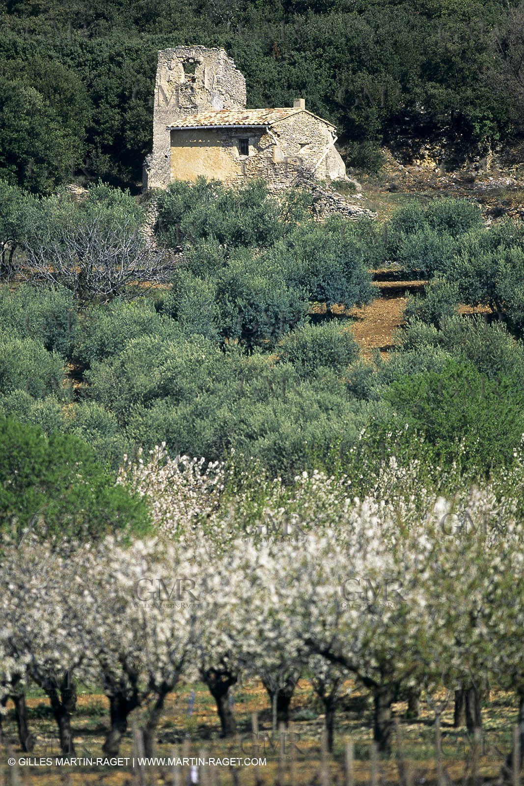 FLEURS0225.jpg