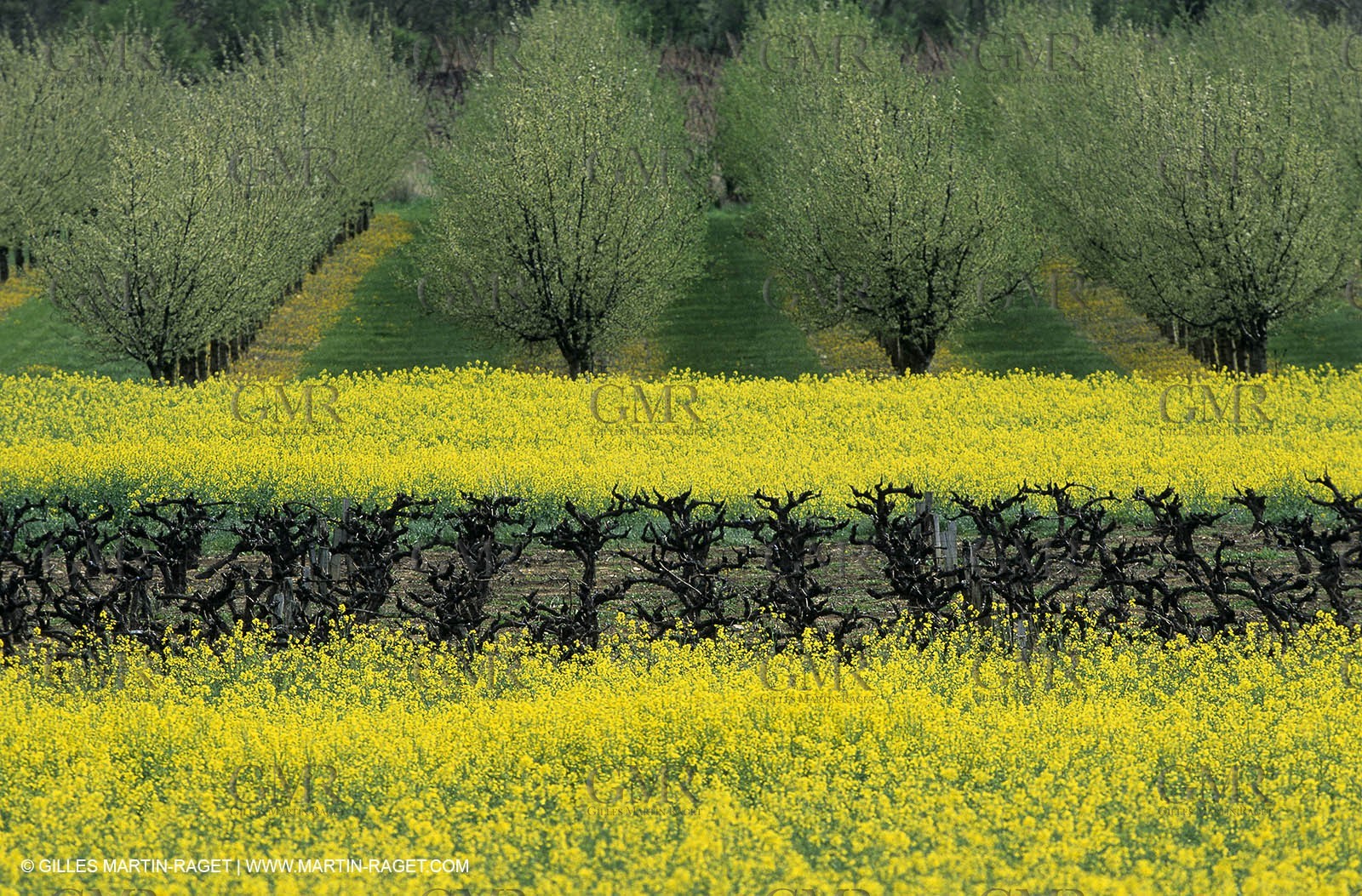 Alpilles (FRA,13), Rape fields