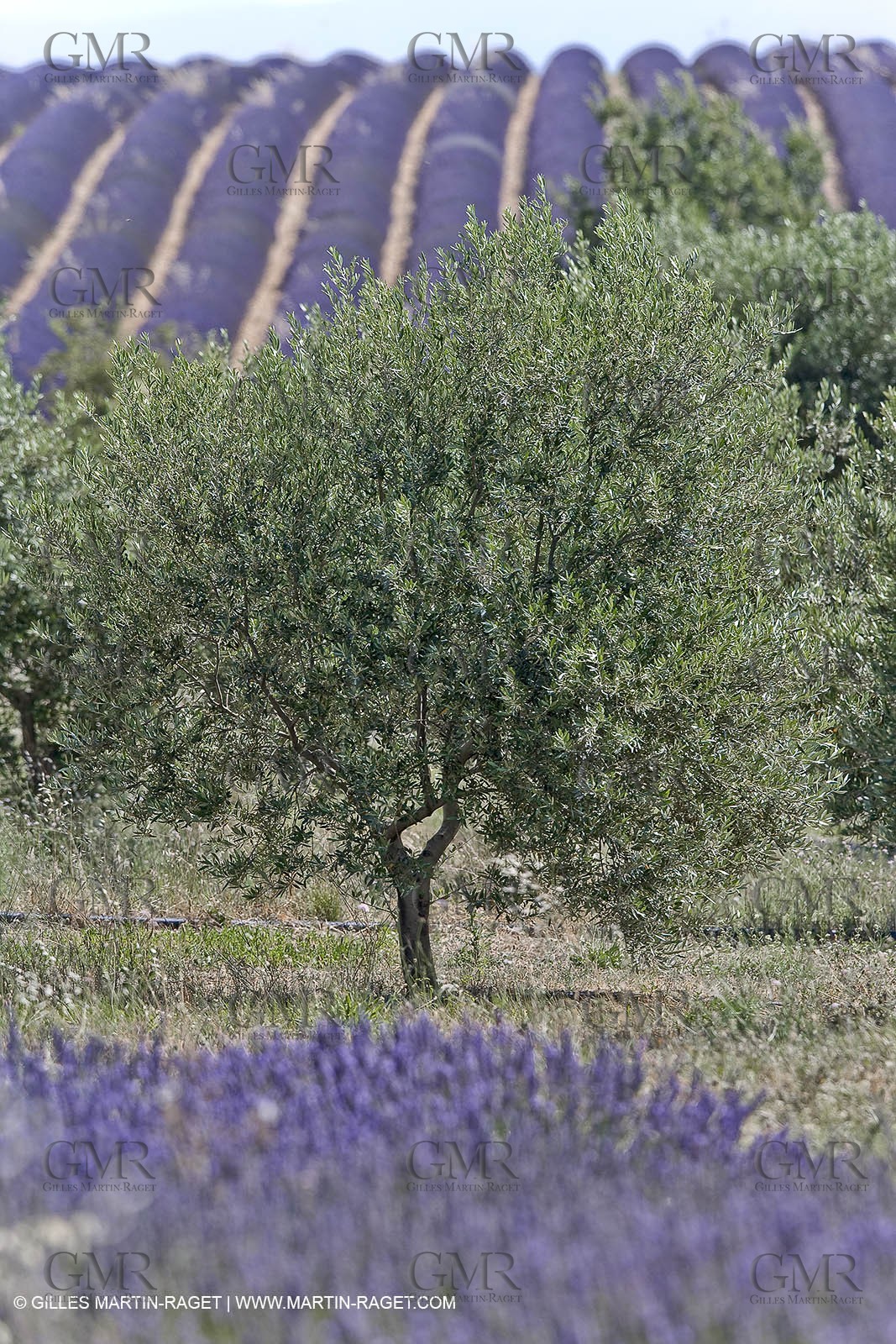 13 08 2007 - Valensole (04) - lavender fields on Valensole plateau