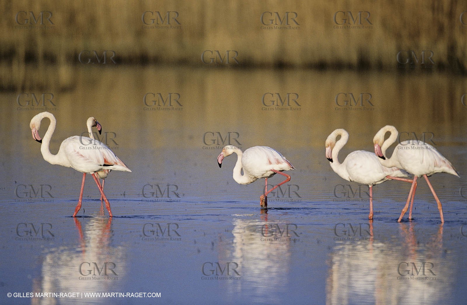 Camargue (FRA,13) - Flamingos in the Camargue