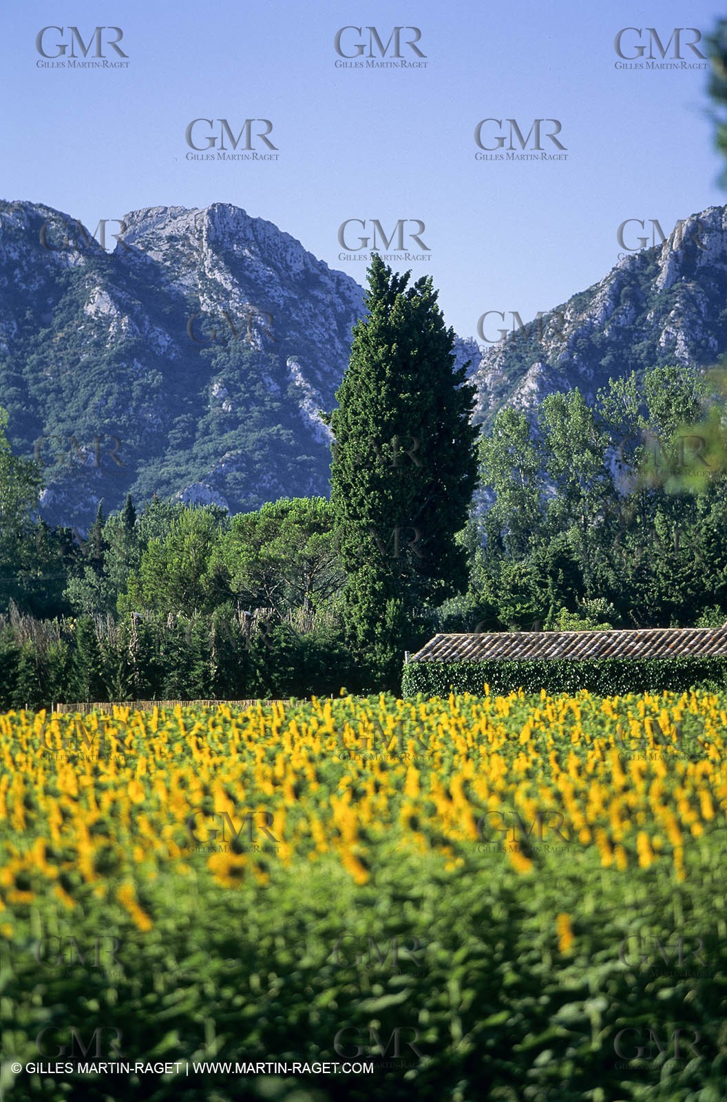 Luberon (FRA,84), Sunflower fields