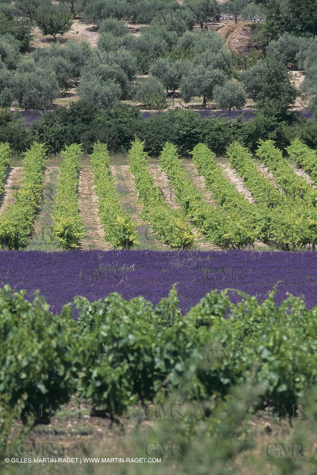 France, Provence, Vignobles des vins de Provence