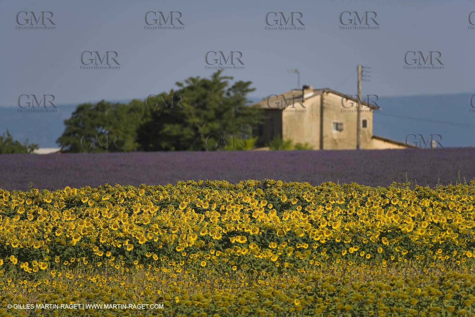 13 08 2007 - Valensole (04) - lavender fields on Valensole plateau