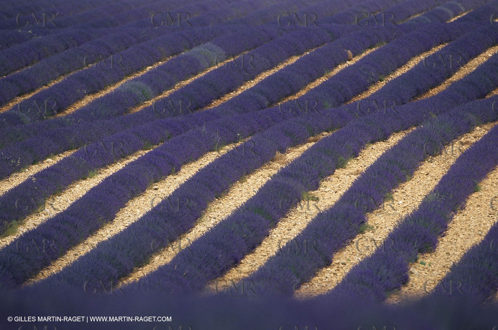 Lavander fields