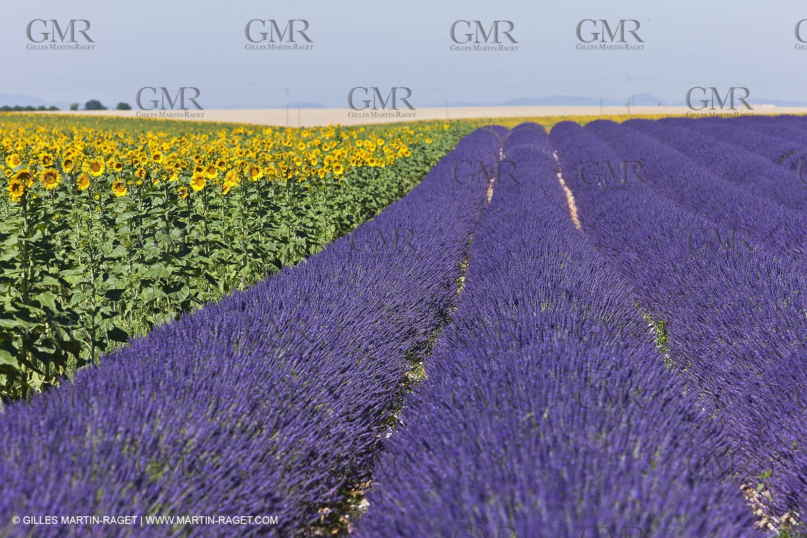 27 06 2011 - Valensole (FRA, 04) - Lavander fields