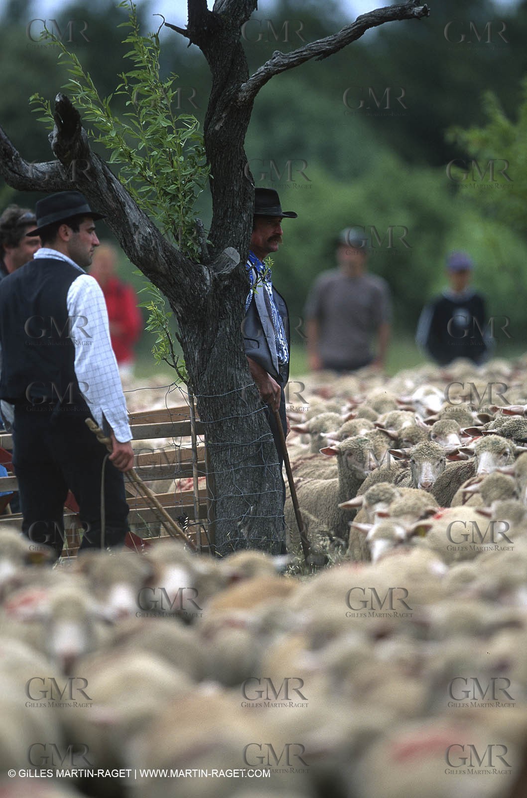 Saint Rémy de Provence (FRA,13) - Sheep stocks migration Fest
