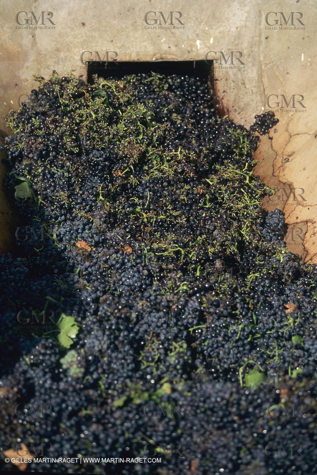 Vin, Vigne , Vendanges, vignification, vignobles, France, Provence, Côte du Rhône, Rosé