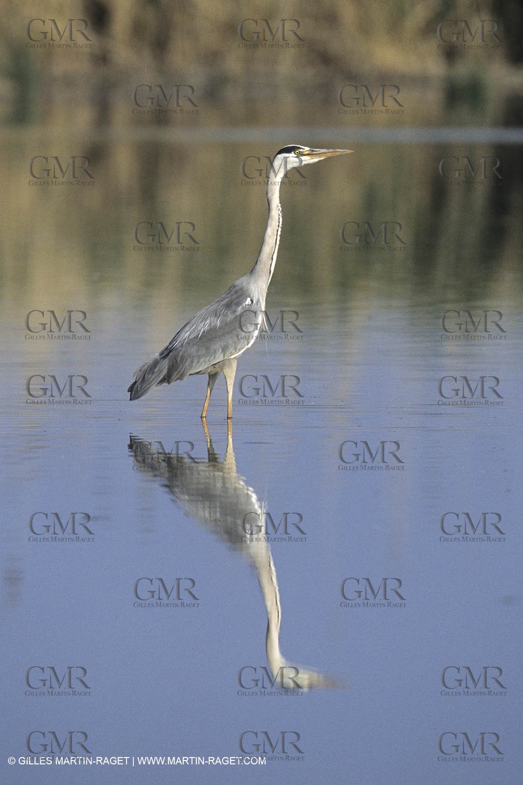 France, Provence, Camargue, Birds