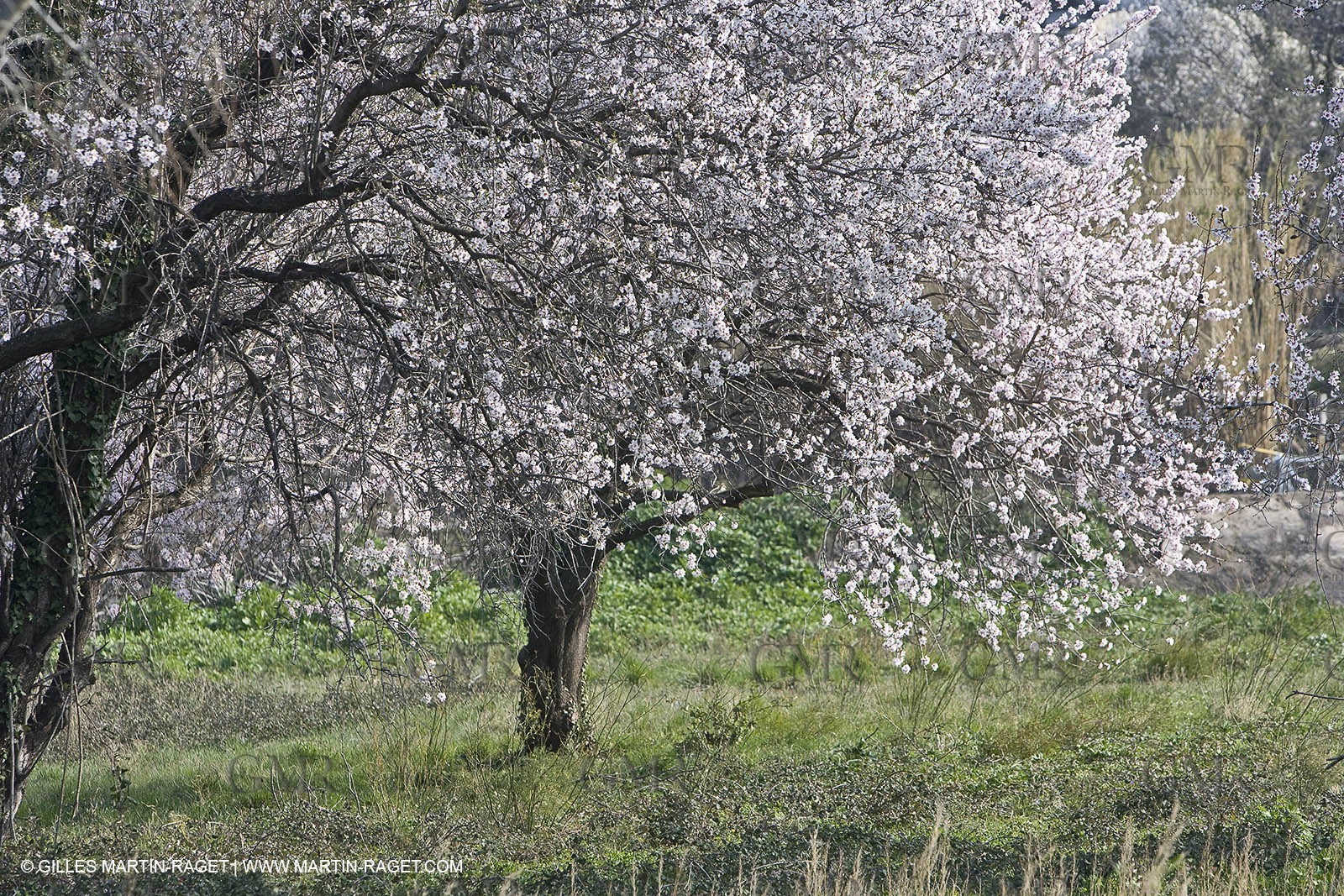 16 02 2008 - Les Baux de Provence (FRA, 13) - Alpilles hills landscapes