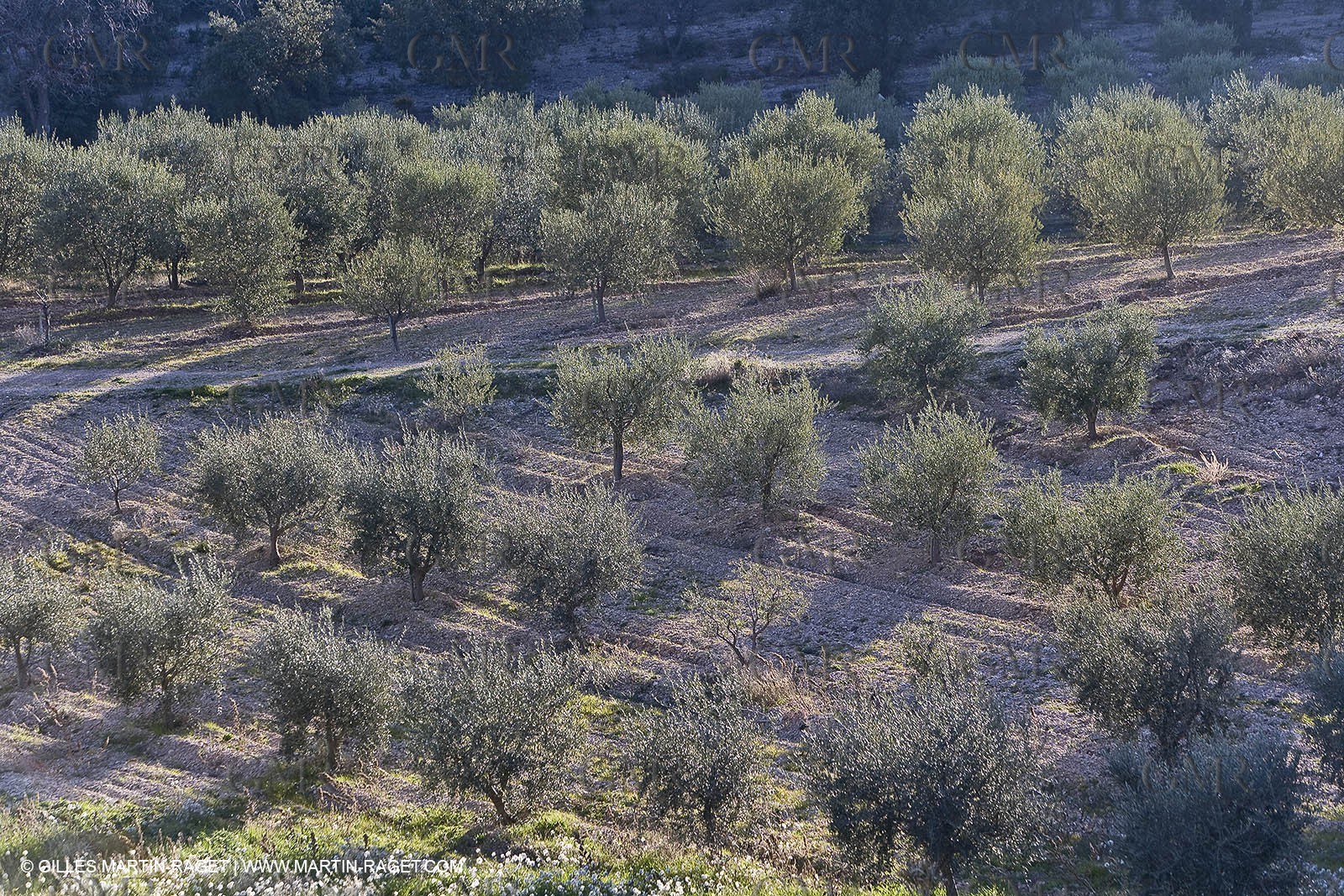 16 02 2008 - Les Baux de Provence (FRA, 13) - Alpilles hills landscapes