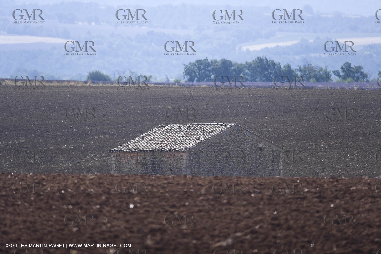 13 08 2007 - Valensole (04) - lavender fields on Valensole plateau