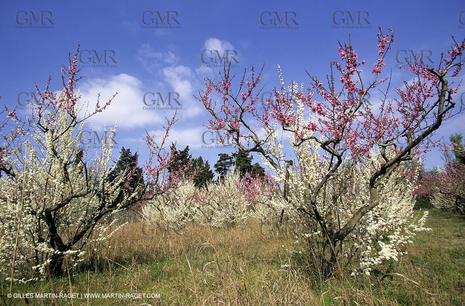 Luberon, Vaucluse (FRA,84) - Fruit trees blooming