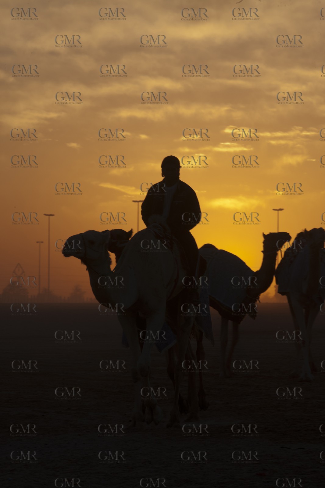 20 11 2010 - Dubai (UAE) - Camel races