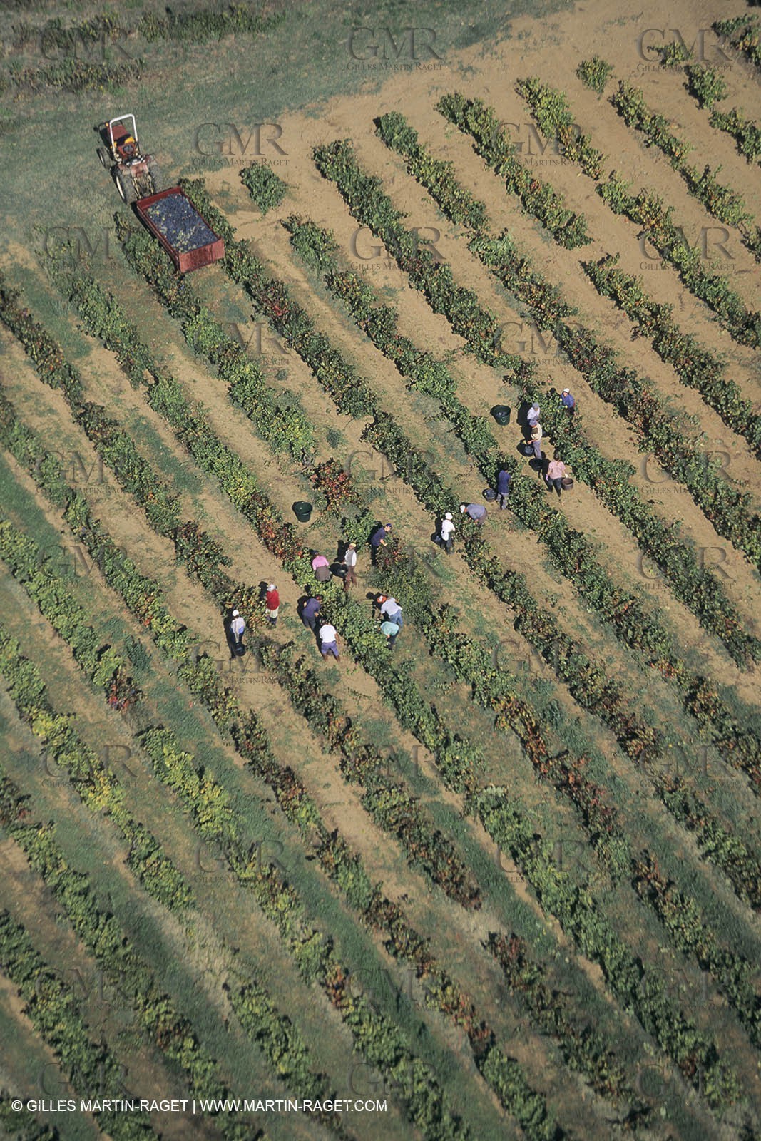 Vin, Vigne , Vendanges, vignification, vignobles, France, Provence, Côte du Rhône, Rosé