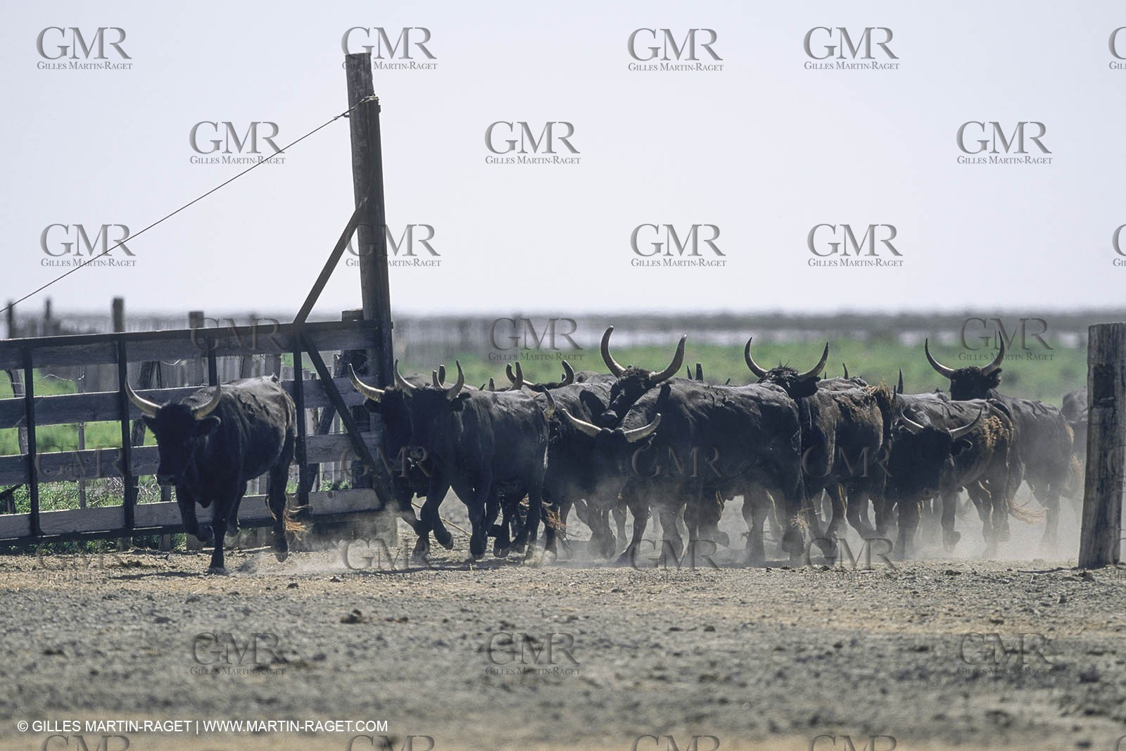 France, Provence, Camarggue, Taureaux de Camargue, bulls