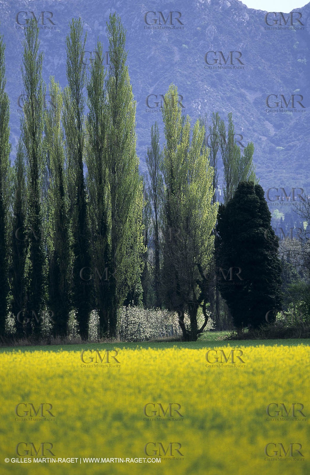 Alpilles (FRA,13), Rape fields