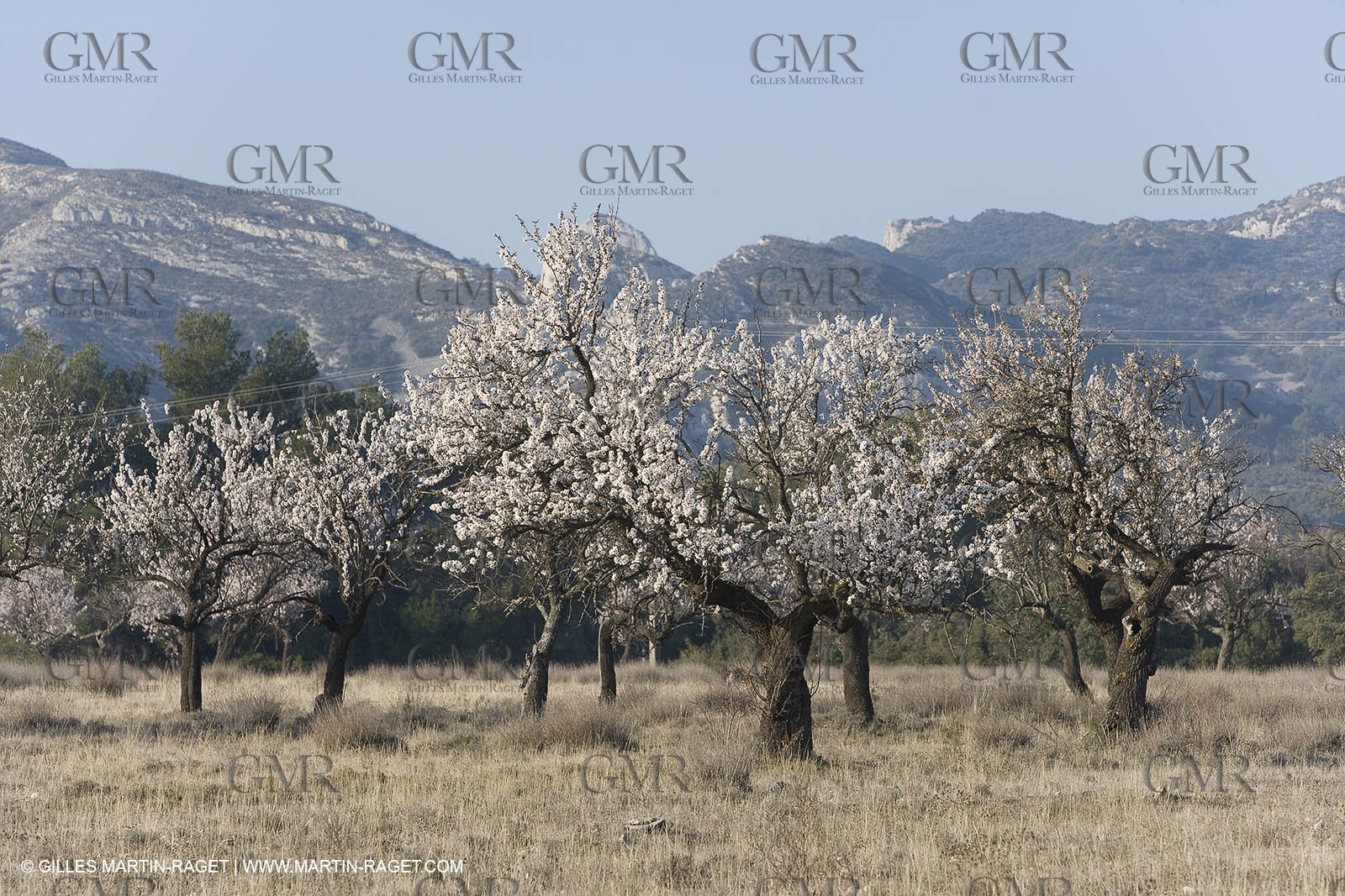 16 02 2008 - Saint Rémy de Provence (FRA, 13) - Alpilles hills landscapes