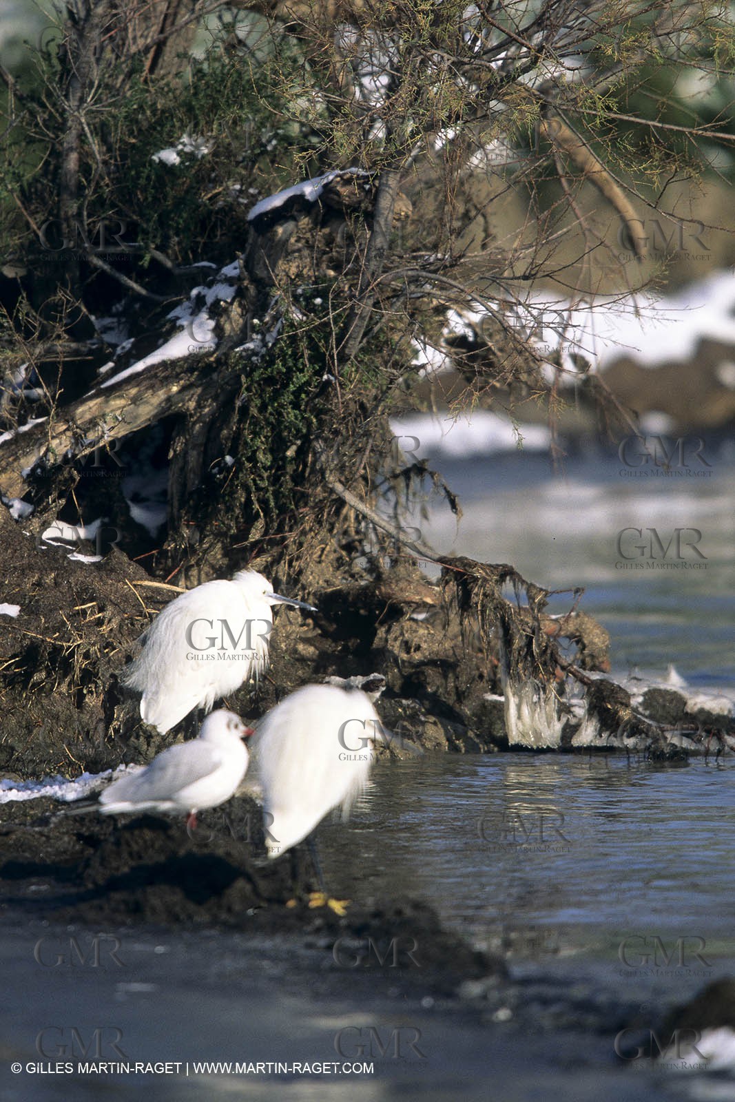Provence under snow - Camargue