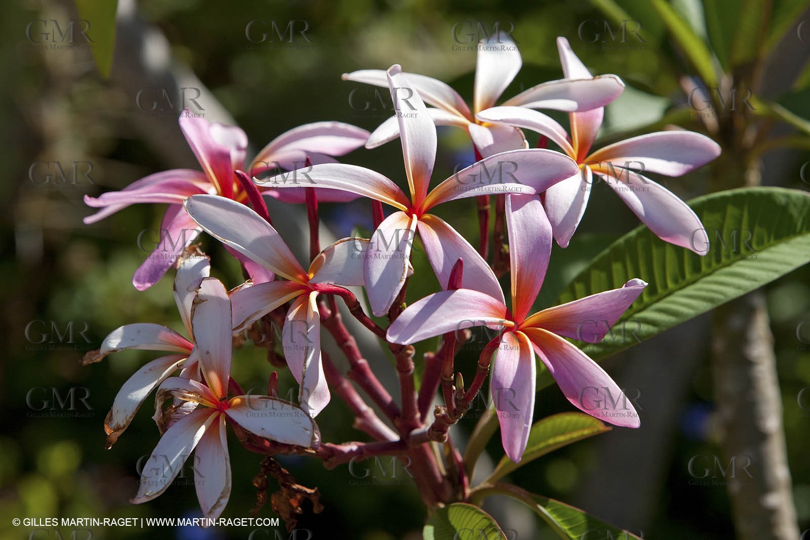 28 07 2009 - Sanary sur mer (FRA,83) - Zoo - Exotic garden