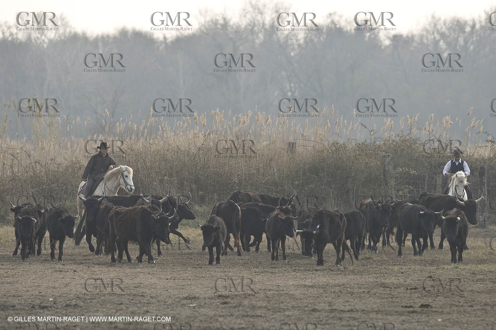 17 02 2008 - Les Saintes Maries de la mer - Camagri - Bull chasing