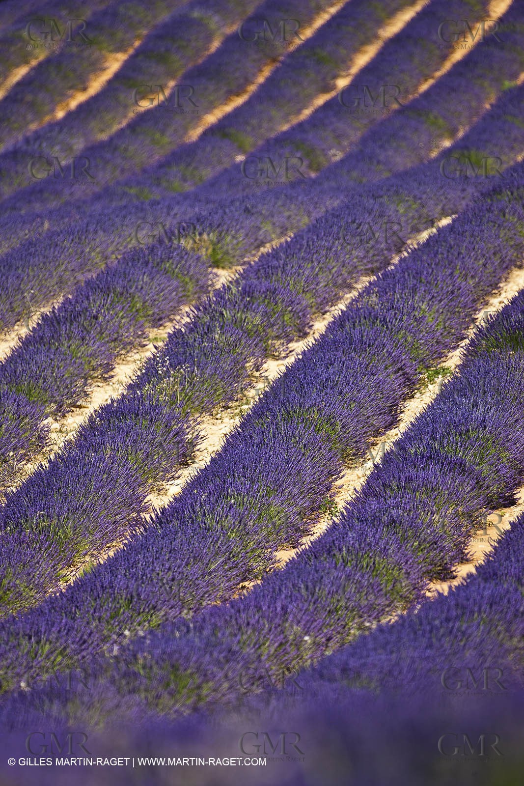 27 06 2011 - Entrevennes (FRA, 04) - Lavander fields