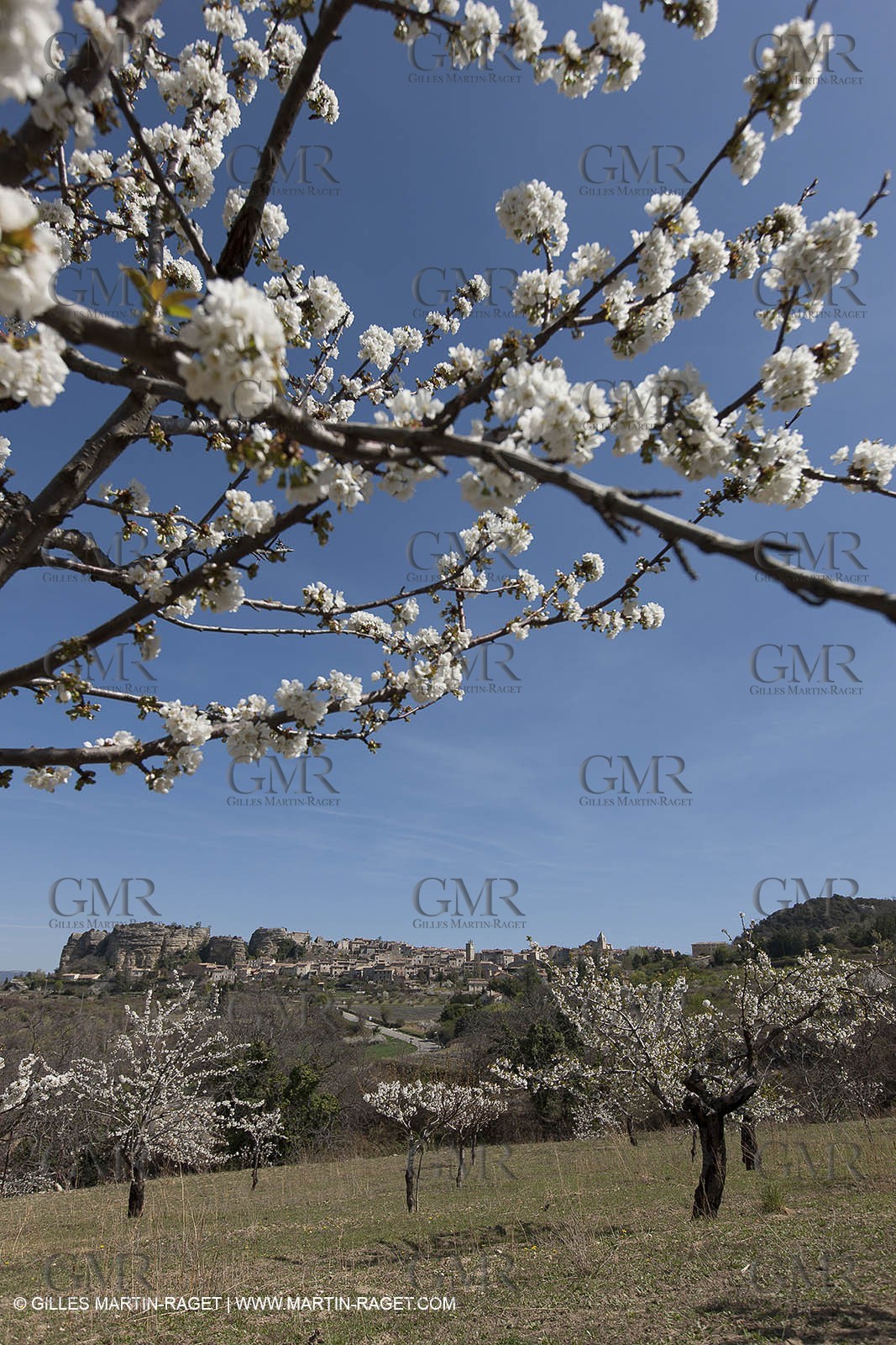 March 30th 2012 - Saint Saignon (FRA, 84) - blooming cherry trees
