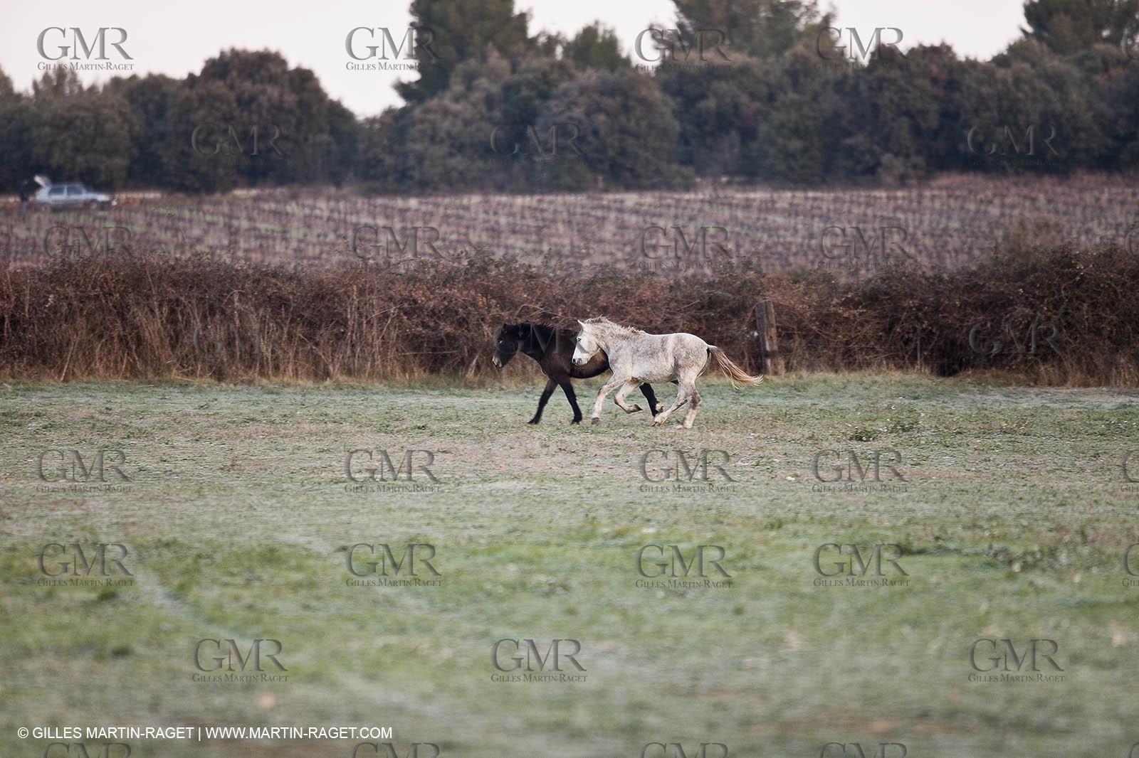 Saint Drézéry (FRA, 34), Domaine de Puech Haut