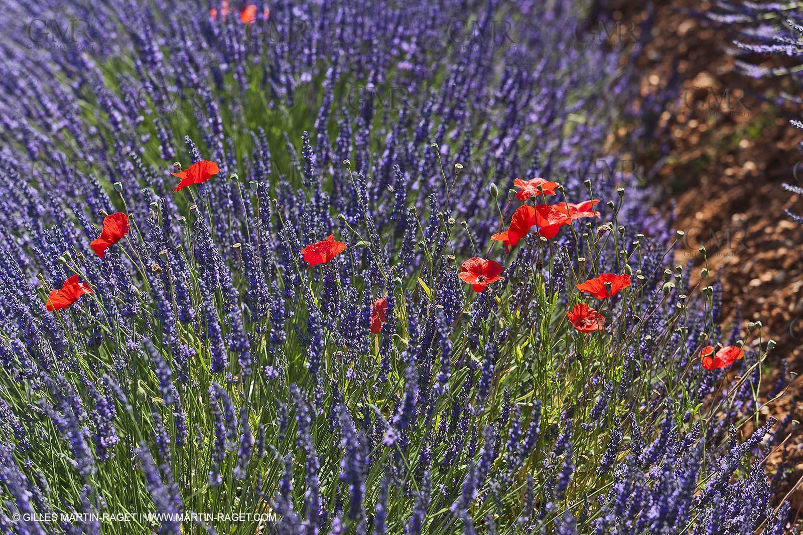27 06 2011 - Valensole (FRA, 04) - Lavander fields