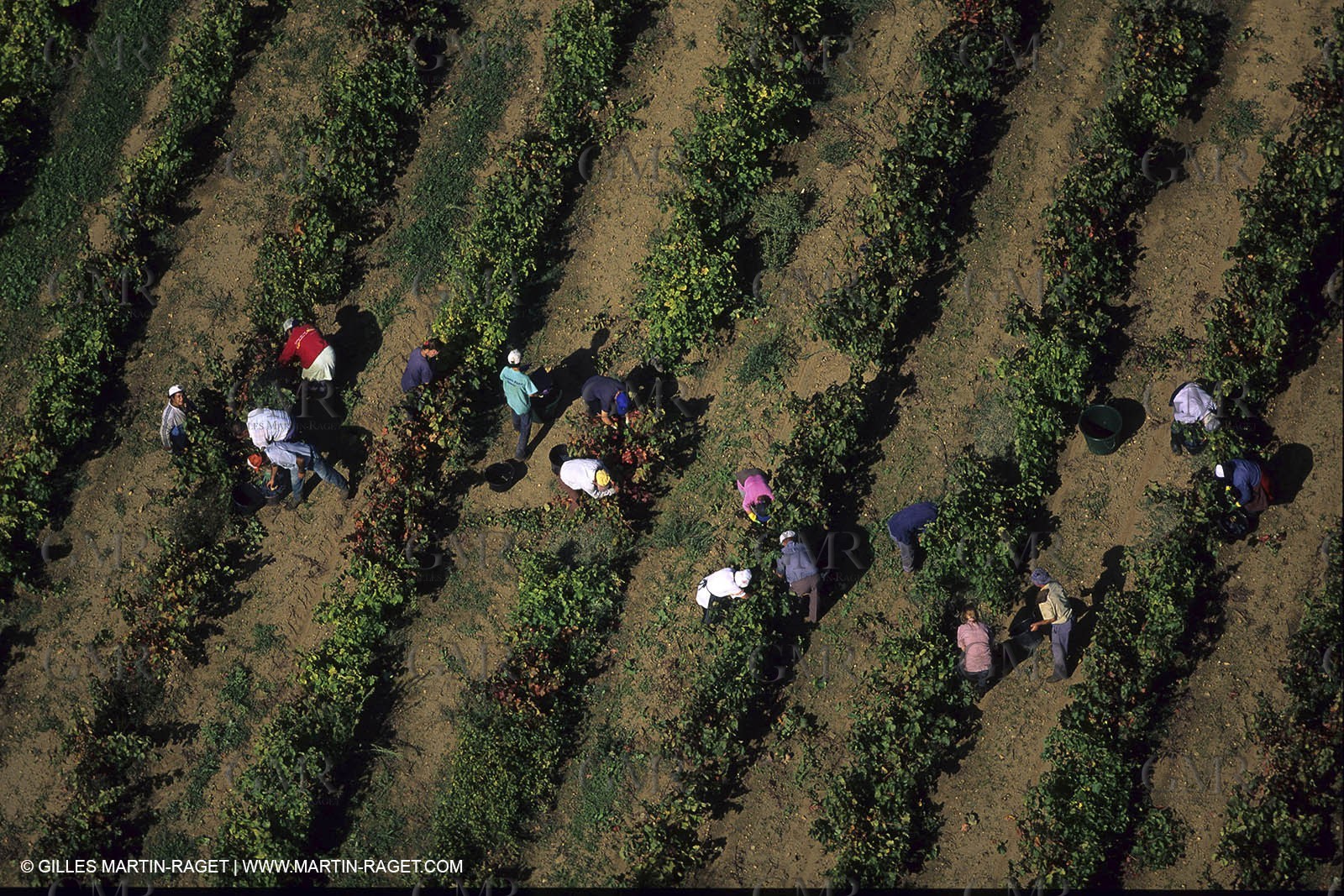 Wine - vineyards - Harvest