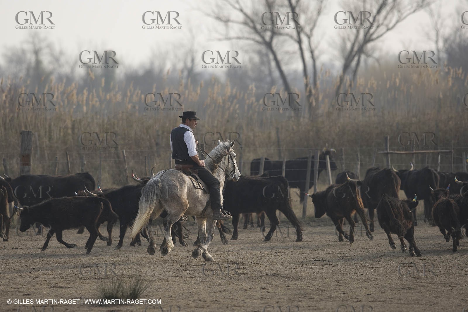17 02 2008 - Les Saintes Maries de la mer - Camagri - Bull chasing