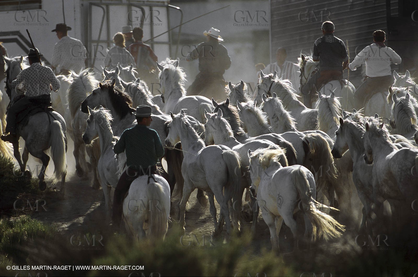 Arles - Camargue gardians (cow boys) at work