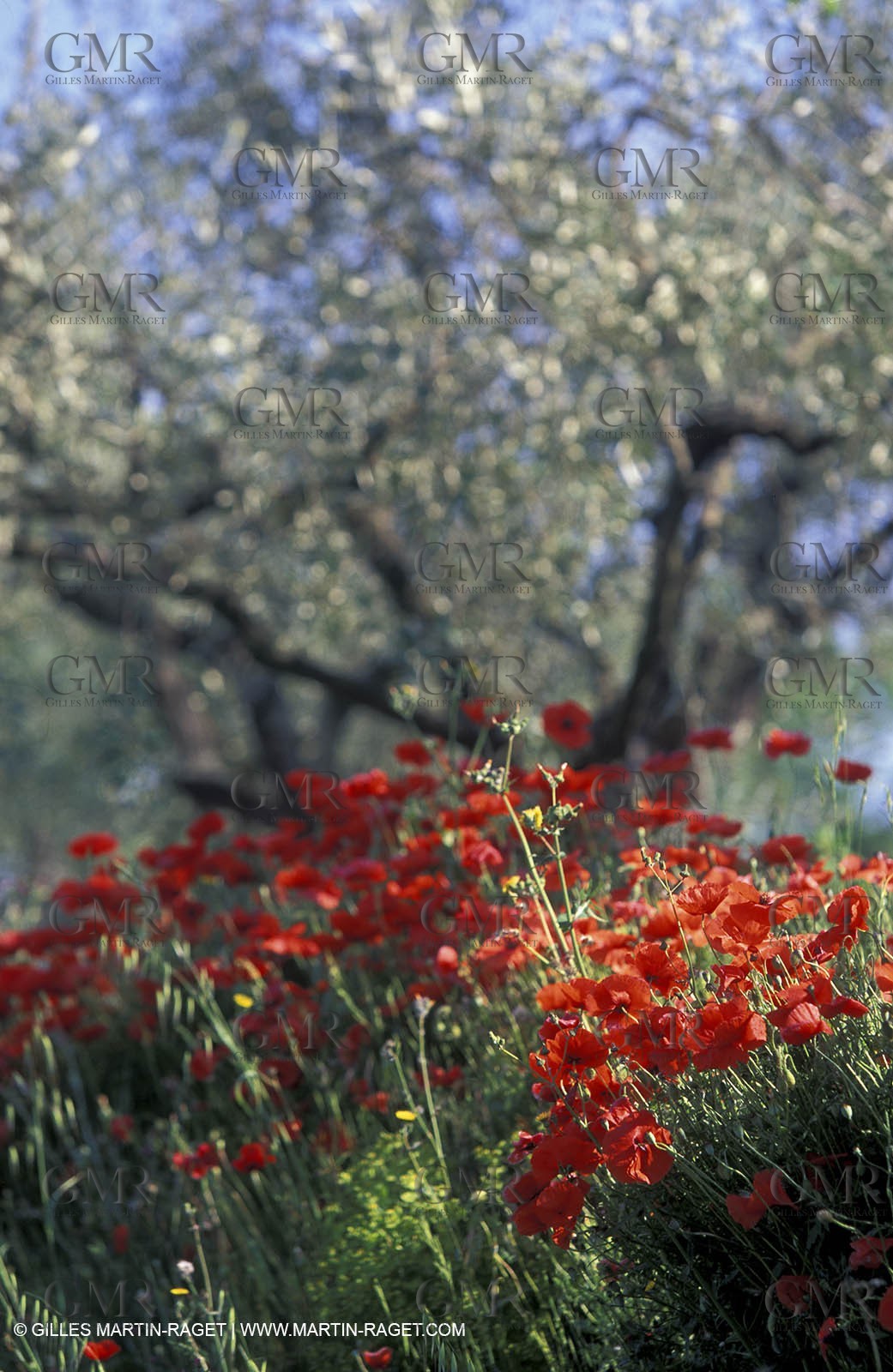Poppies - Poppies field and Olive Trees