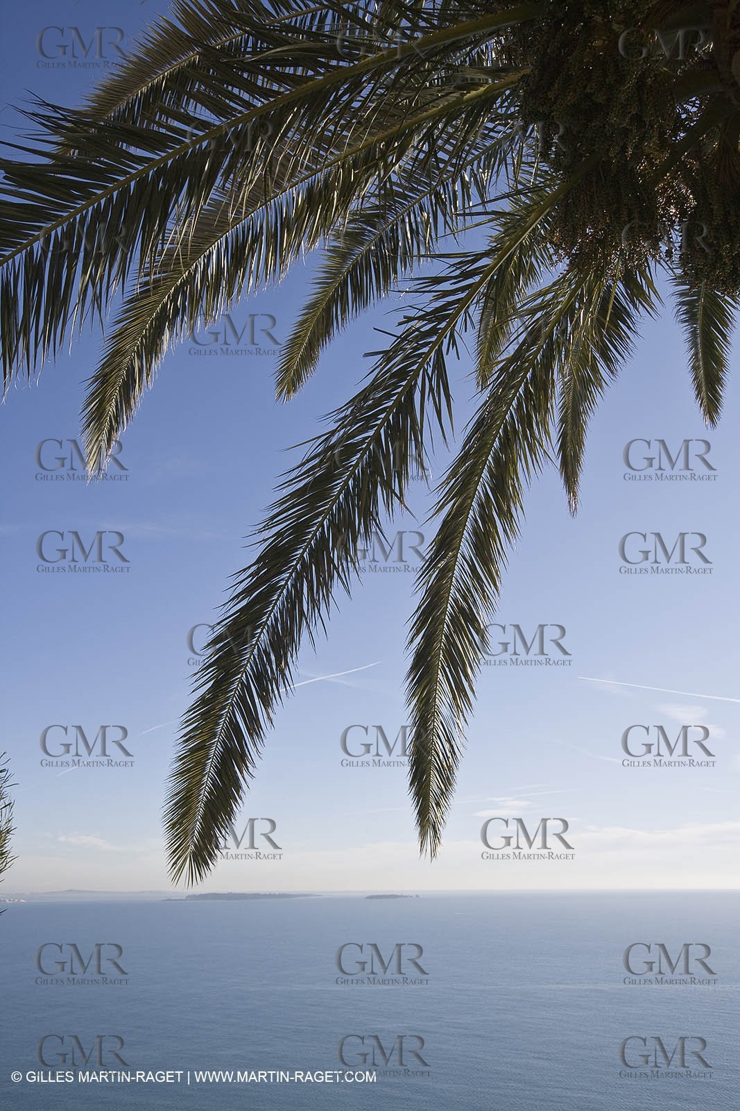 06 02 2008 - Théoule sur mer (FRA, 06) - Mimoses in full flower