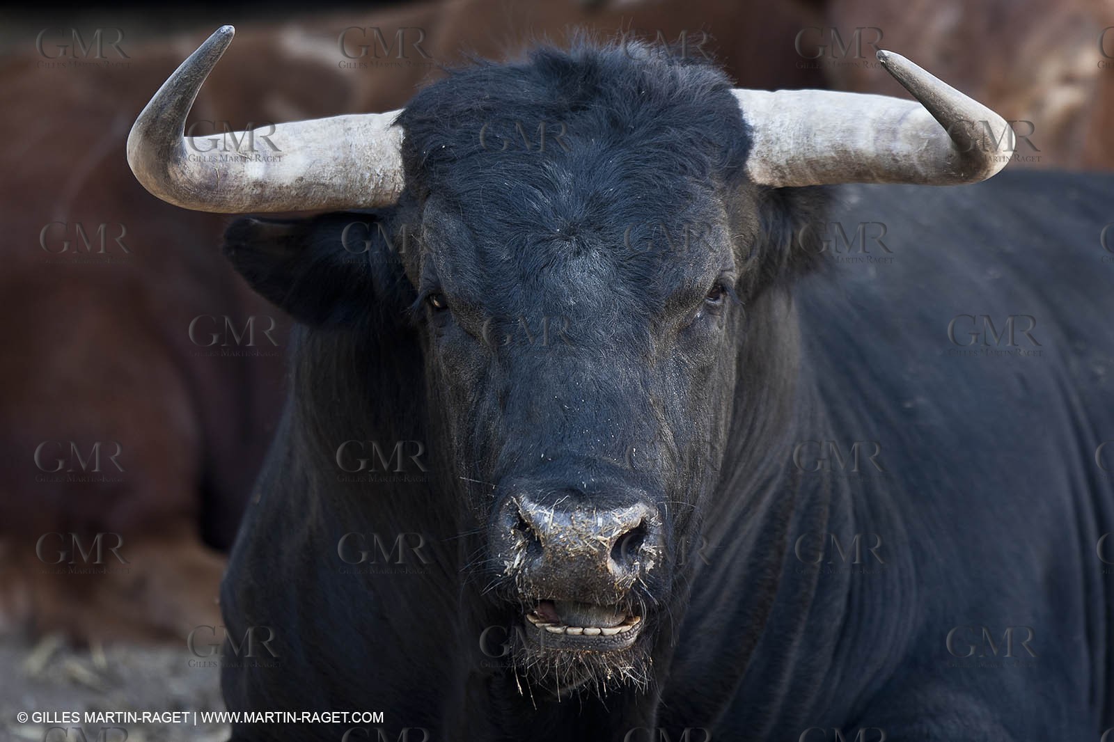 19 04 2011 - Arles (FRA,13) - Easter Feria toros
