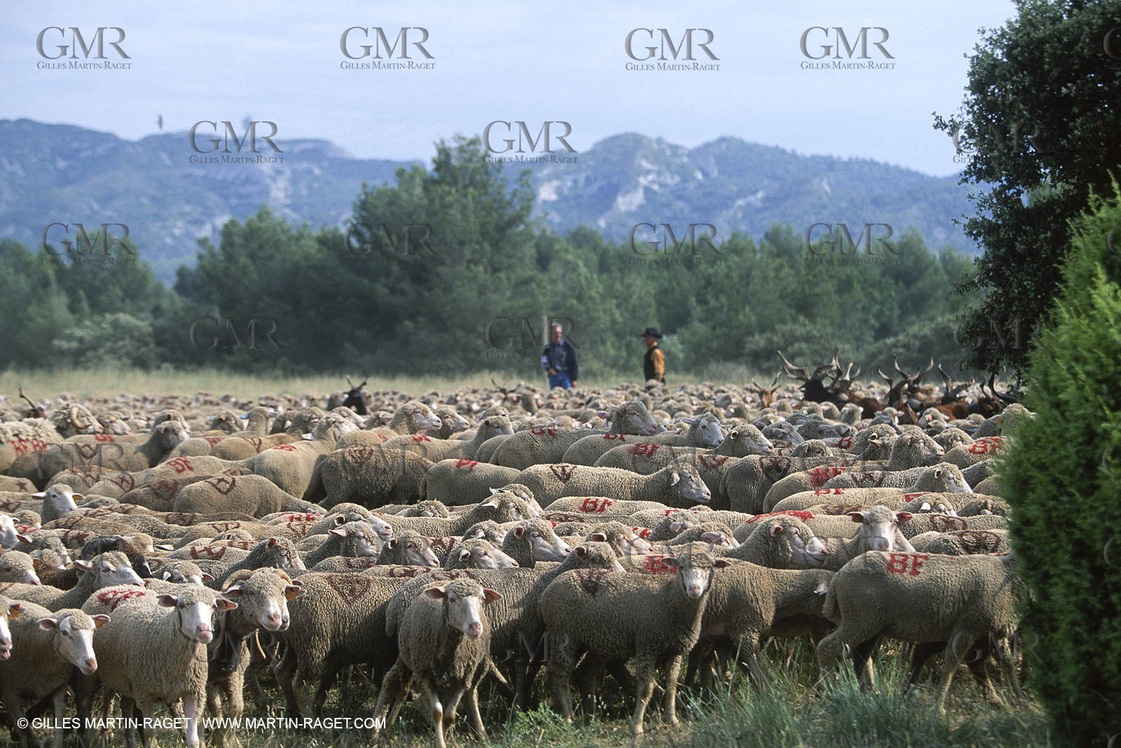 Saint Rémy de Provence (FRA,13) - Sheep stocks migration Fest